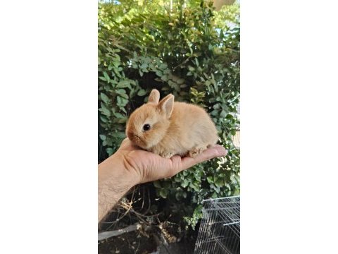 Orjinal cüce ve mini lop tavşanlarımız netherland dwarf