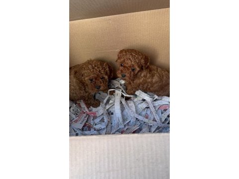 Wc eğitimli toy poodle yavruları  uygun 