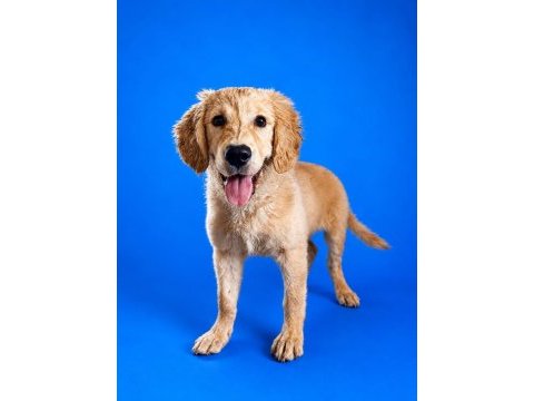 Irk ve sağlık garanti orjinal golden retriever
