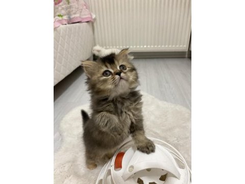 British bembeyaz ve tabby yavrular