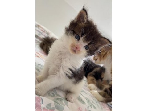 Safkan özel renklerde maine coon yavruları