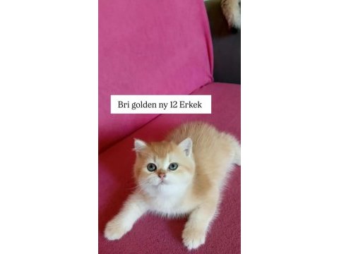 Ev ortamında yetiştirilmiş safkan british bebekler