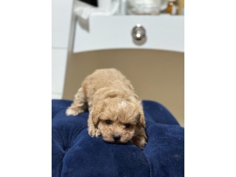 Maltipoo yavrumuz yeni yuvasına hazır