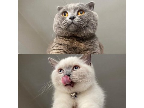 Scottish fold ve british blue point yavrular
