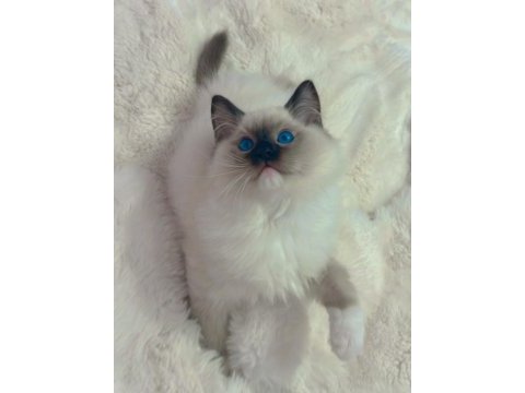 Anne altından safkan ragdoll yavru kediler