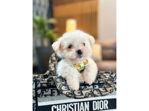 Korea maltese terrier cep boy