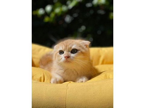 Hemen teslim scottish fold güzellikler