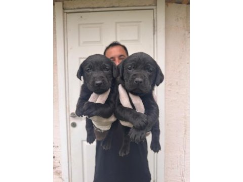 Çikolata ve siyah labrador retriever yavrularımız