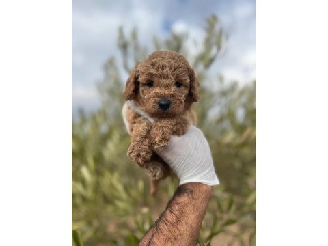 Sağlıklı poodle yavrular