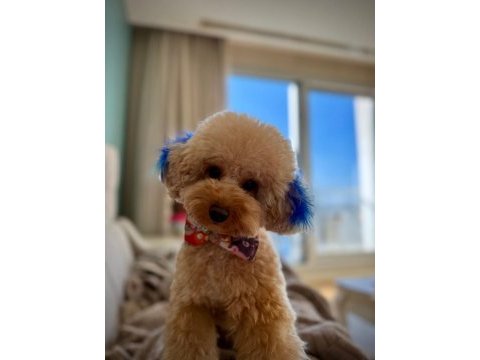 Yetişkin toy poodle