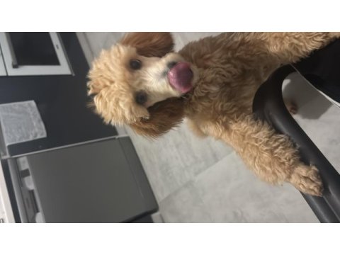 7 aylık dişi toy poodle