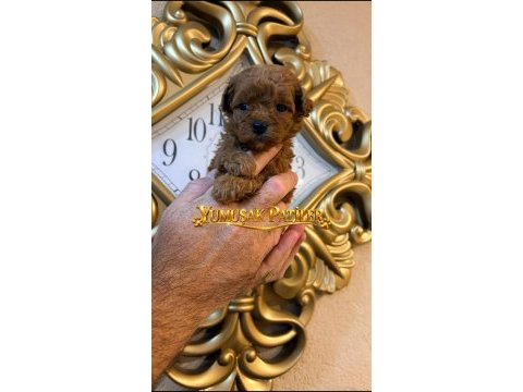 Orijinal toy poodle