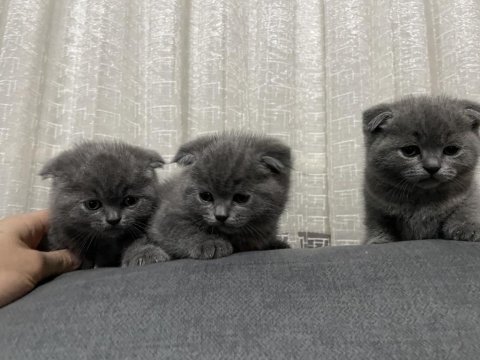 50 günlük scottish fold yavrular