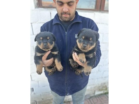 Erkek ve dişi macar rottweiler