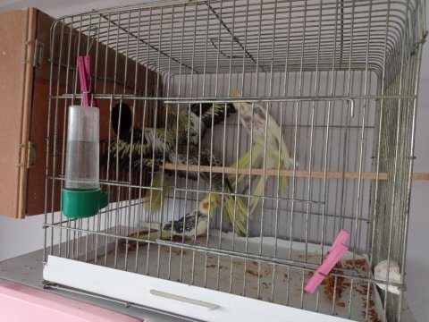 Ev üretimi yavru sultan papağanları
