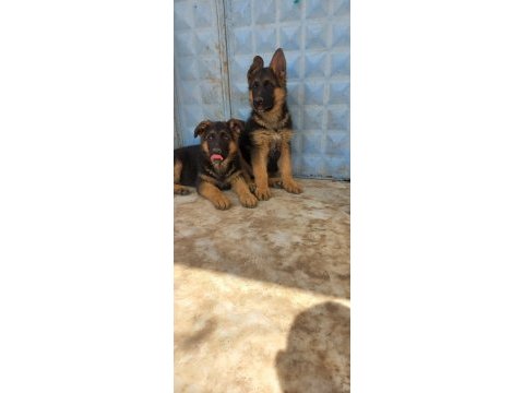 Hayatına anlam keyif ve gerçek dost isteyenlere alman kurdu