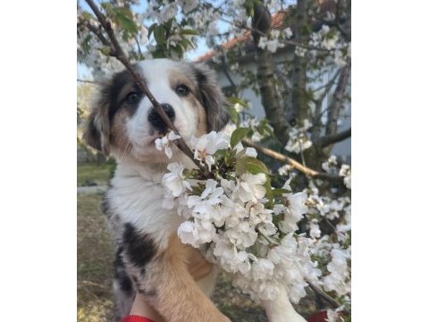 Sevimli border collie yavrular