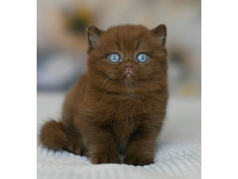 Nadir bulunan cinnamon british shorthair