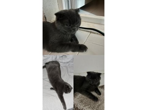 2 yaşında kısırlaştırılmış gri dişi scottish fold