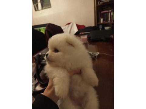 Safkan anne ve baba şecereli pomeranian boo