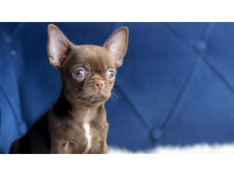Egzotik teacup chihuahua