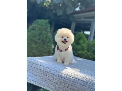 En tatlı pomeranian boo