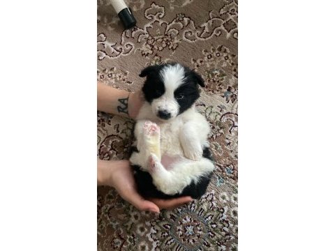 Renk renk border collie yavrular