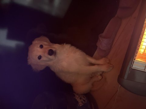 Golden retriever