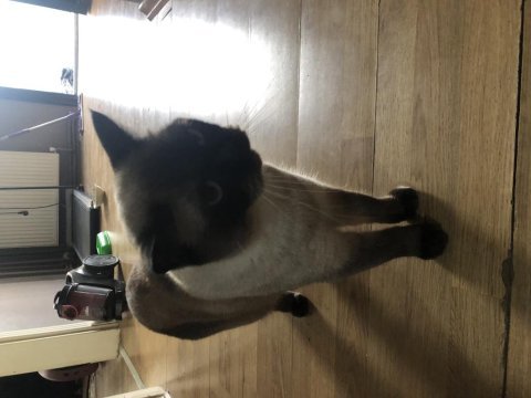Üzülerekte olsa kedimi sahiplendirmek zorundayım