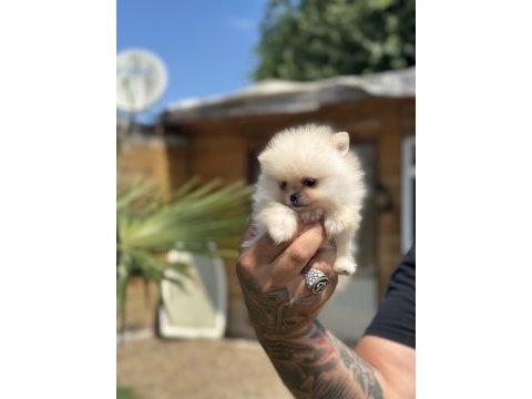 Orjinal pomeranian boo özel üretim yavrular