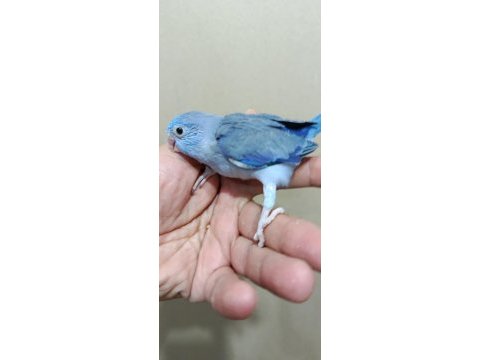 Erkek mavi boncuk cep papağanı forpus
