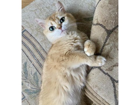 British shorthair golden dişi 3 yaşında