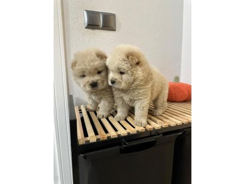 Üst kalitede mor dil chow chow yavrumuz