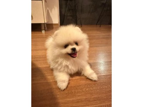 Pomeranıan boo ayı surat