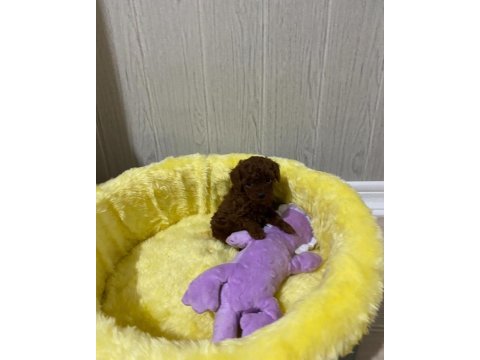 Kore toy poodle orijinal