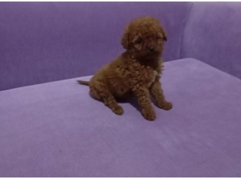 Poodle yavrularımız mini ve toy boy renk renk