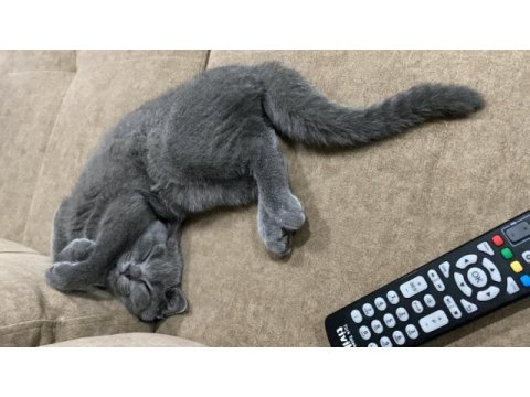 2 aylik erkek british shorthair