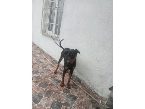 10 aylik dişi doberman