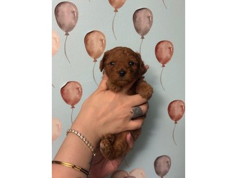 Toy poodle yavruları erkek