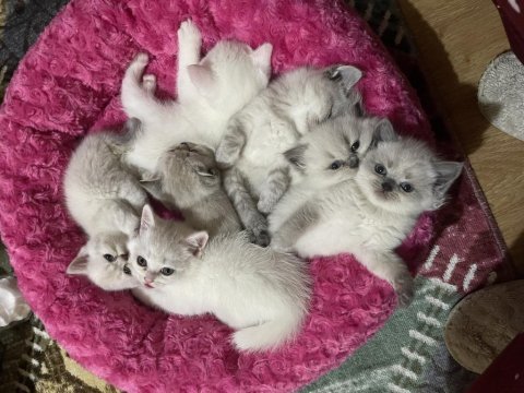 2 aylık british longhair yavru