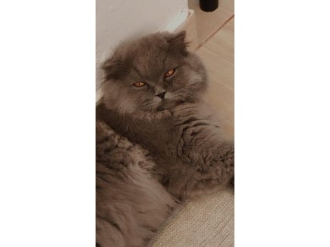 Ücretli sahiplendirme scottish fold