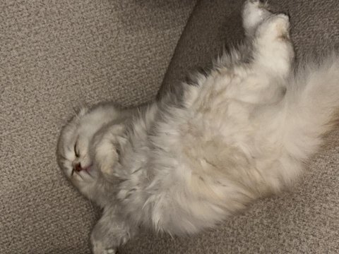 Scottish fold kedimiz