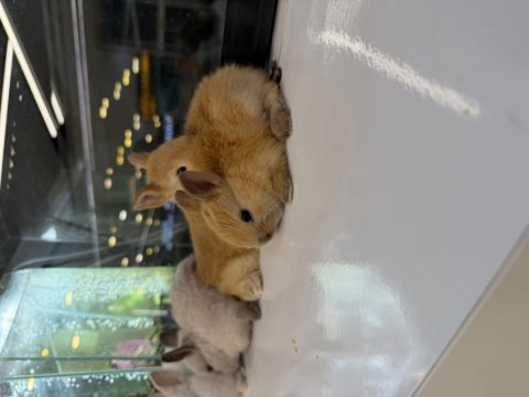 Hollanda cüce tavşan yavruları citypetshop