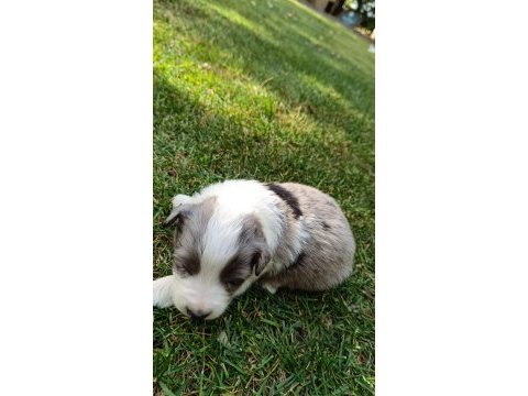 Ev üretimi border collie yavruları