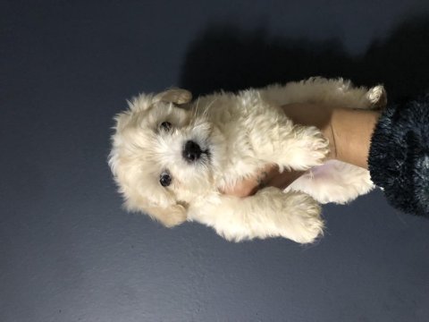 Maltese pamuk şekerler