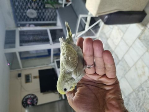 Yuvadan yeni çıkan bulut ve gökkuşağı rainbow kuşlar