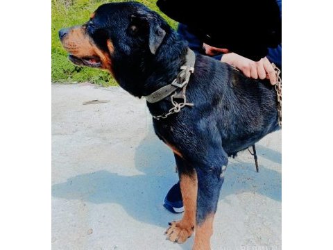 Safkan rottweiler