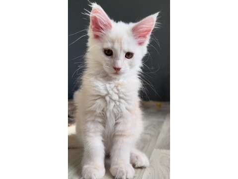 Safkan erkek maine coon yavruları