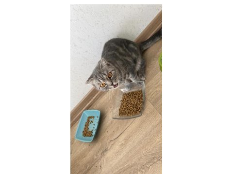 Kızımız mia ya yeni yuva arıyoruz