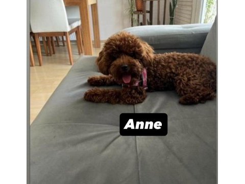 Kore toy poodle orjinal ev ortamında